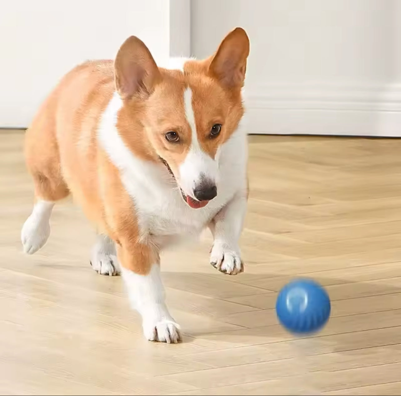 BOLA REBOTE AUTOMATICA| 🥎PELOTA INTERACTIVA PARA MASCOTAS🥎