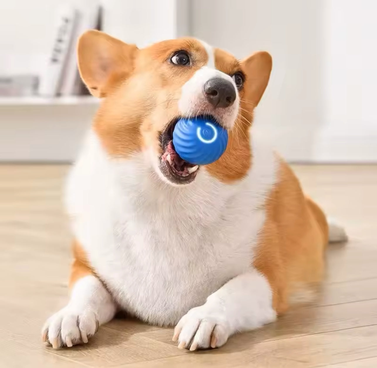 BOLA REBOTE AUTOMATICA| 🥎PELOTA INTERACTIVA PARA MASCOTAS🥎